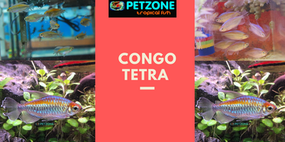 Congo Tetra 