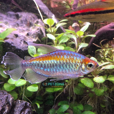 The Stunning Beauty of the Congo Tetra: A Fascinating Aquarium Fish