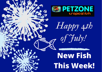 Happy 4th of July - New Fish This Week!