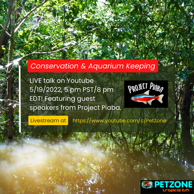 Live Talk: Conservation & Aquarium Keeping With Project Piaba