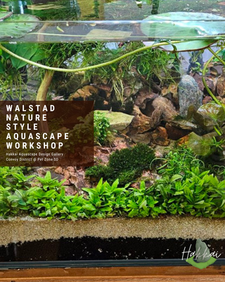 Discover the Art of Aquascaping with Pet Zone SD’s June Workshops
