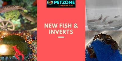 More Fish & Inverts For April Here At Pet Zone SD