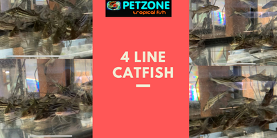 4 Line Catfish - The Suriname Cat