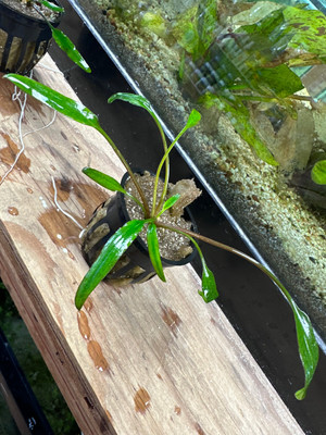 Cryptocoryne Lutea: A Golden Touch to Aquatic Serenity 