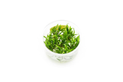 Cryptocoryne wendtii 'Sindoor'