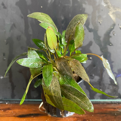 Cryptocoryne Wendtii Green: A Staple for Aquatic Gardens