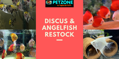 Discus & Angelfish Restock In Time For Holidays Here At Pet Zone San Diego