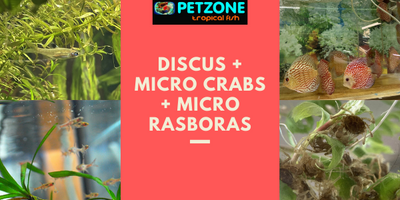 Discus + Micro Crabs + Micro Rasboras