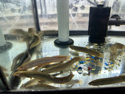 Dojo Loach (Misgurnus anguillicaudatus)