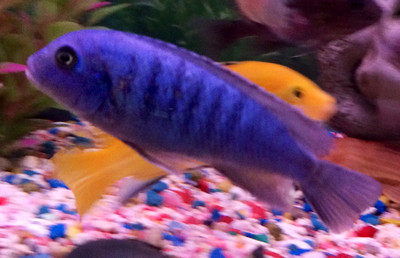 Dolphin Cichlid (Cyrtocara moorii)
