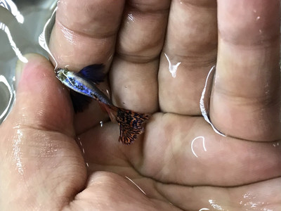 Dumbo Guppy
