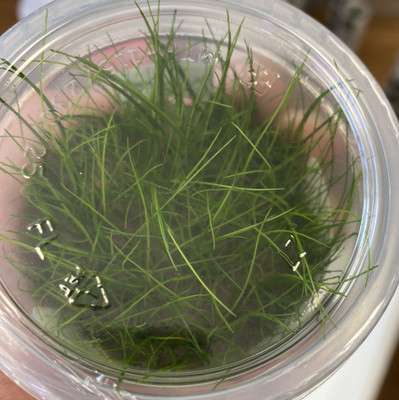 ​Transform Your Aquarium with Mini Dwarf Hair Grass: A Lush, Vibrant Carpet for Aquatic Beauty