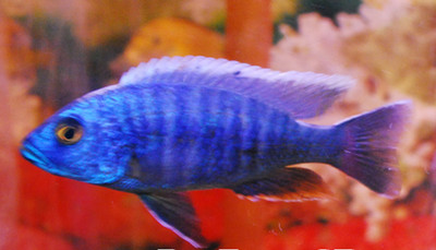 Electric Blue African Cichlid (Sciaenochromis fryeri)