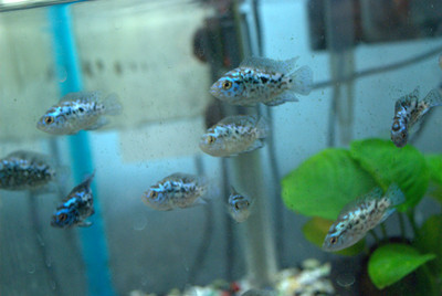 Electric Blue Jack Dempsey Cichlid