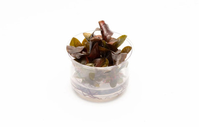 Echinodorus Reni (UNS Tissue Culture) Small