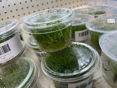 Exploring the Beauty of Eleocharis Acicularis 