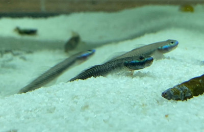 Electric Blue Stiphidon Goby: The Ultimate Fish Guide to Care, Behavior and Tankmates