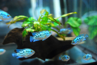 Unveiling the Hidden World of the Electric Blue Jack Dempsey: A