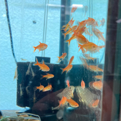 Ember Tetra