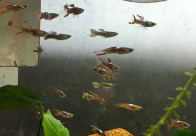 Endler’s Guppy (Poecilia wingei)