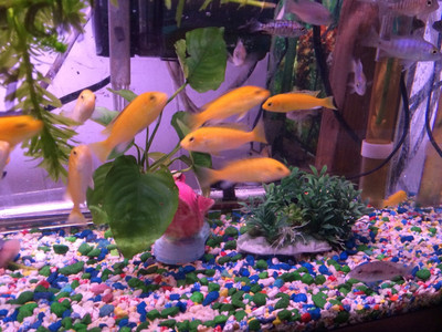 Electric Yellow African Cichlid