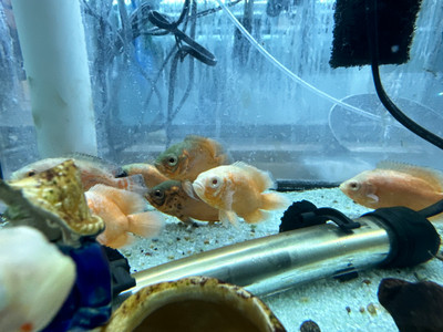 Super Red Albino Tiger Oscar Cichlid