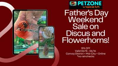 Celebrate Father's Day with Special Discounts on Flowerhorns and Discus! 