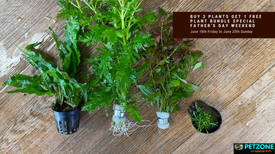Father's Day Weekend Special - Buy 3 Plants Get 1 Free Bundle Deal!
