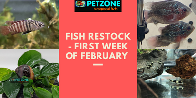 Fish Restock For First Week of February 2022 At Pet Zone SD