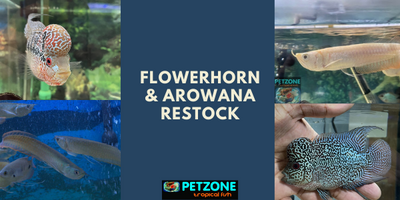 Flowerhorn & Arowana Restock For 2022!