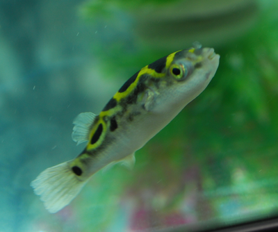 Figure 8 Pufferfish