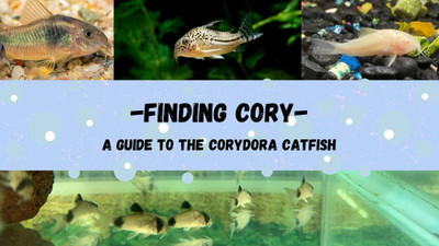 Finding Cory - Cory Cat Fish Galore