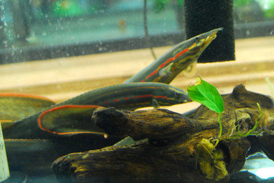 Fire Eel