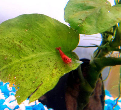 Fire Red Dwarf Shrimp