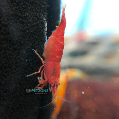 Fire Red Shrimp