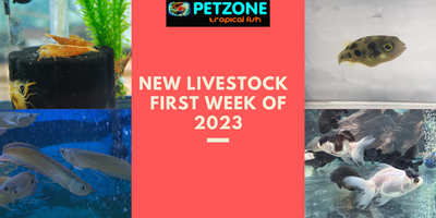 New Fish & Inverts For First Week of 2023