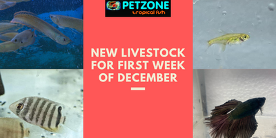 New Livestock For First Week of December - Pet Zone Tropical Fish