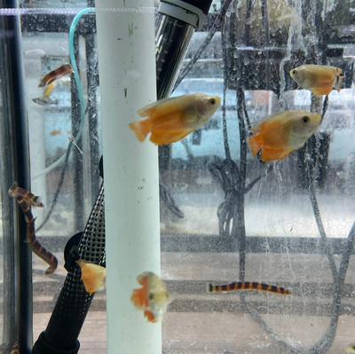 Flame Dwarf Gourami (Trichogaster lalius)