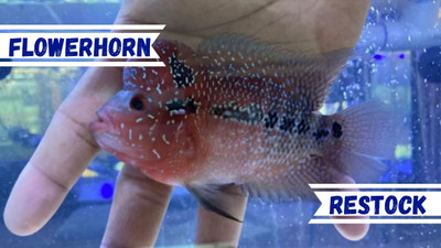 Flowerhorn Restock - Sept/Oct 2021