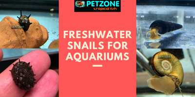 Freshwater Snails For Aquariums