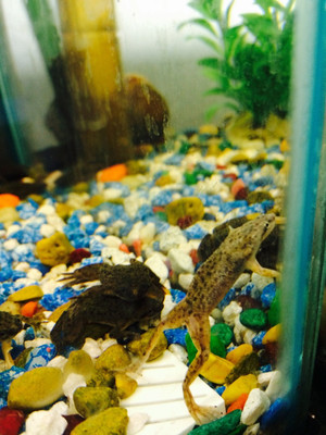 The African Dwarf Frog: A Classic Aquatic Companion