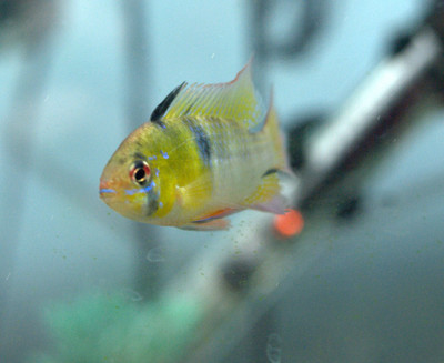 German Blue Ram