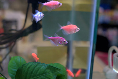 Illuminating Your Aquarium: The Enchanting World of GloFish Tetras 