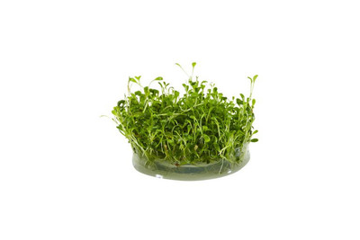 Glossostigma Elatinoides
