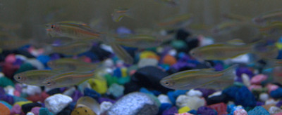 Unveiling the Marvels of the ​Glo Light Danio: A Mesmerizing Aquatic Gem