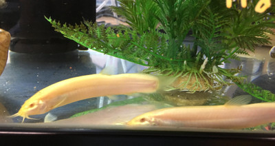 Golden Dojo Loach: The Ultimate Fish Guide to Caring for the Weather Loach