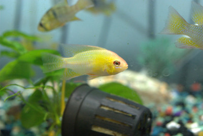 Gold Ram Cichlid