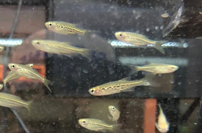 Gold Ring Danio