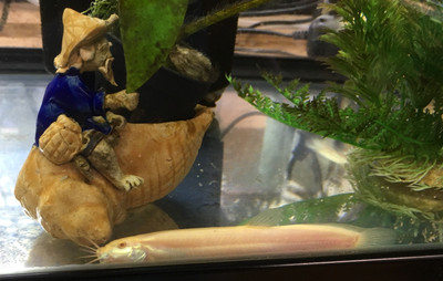 Golden Dojo Loach