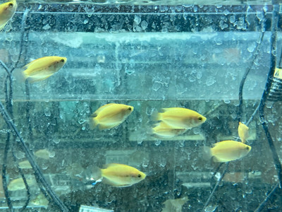 Golden Honey Gourami (Trichogaster chuna)